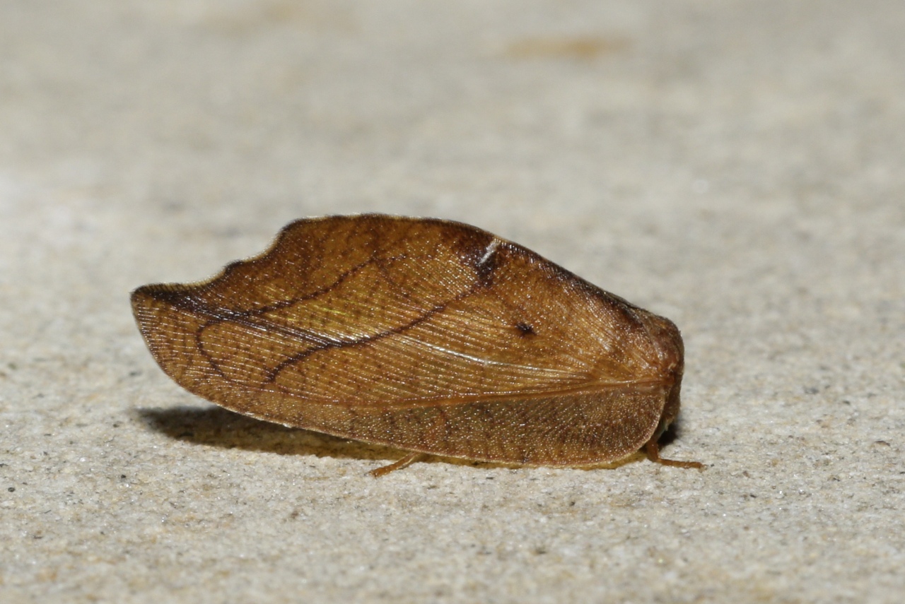 Drepanepteryx phalaenoides (Linnaeus, 1758)