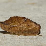 Drepanepteryx phalaenoides (Linnaeus, 1758)