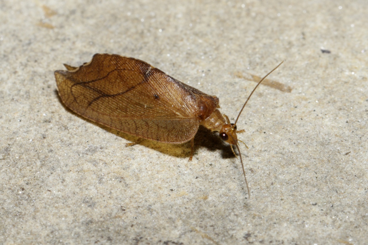 Drepanepteryx phalaenoides (Linnaeus, 1758)