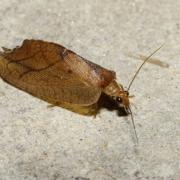 Drepanepteryx phalaenoides (Linnaeus, 1758)