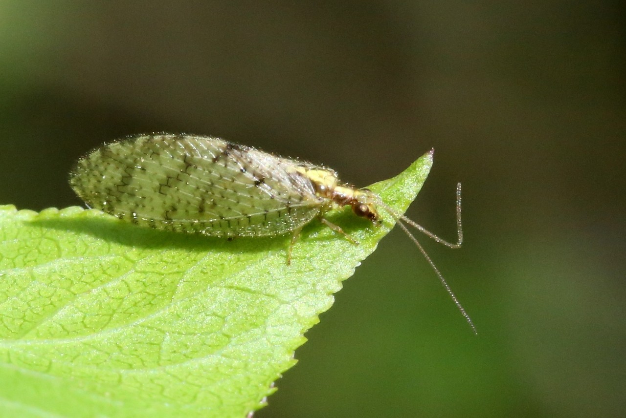 Hemerobius humulinus Linnaeus, 1758 - Hémérobe du Houblon