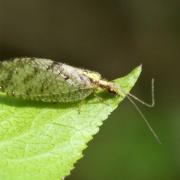 Hemerobius humulinus Linnaeus, 1758 - Hémérobe du Houblon