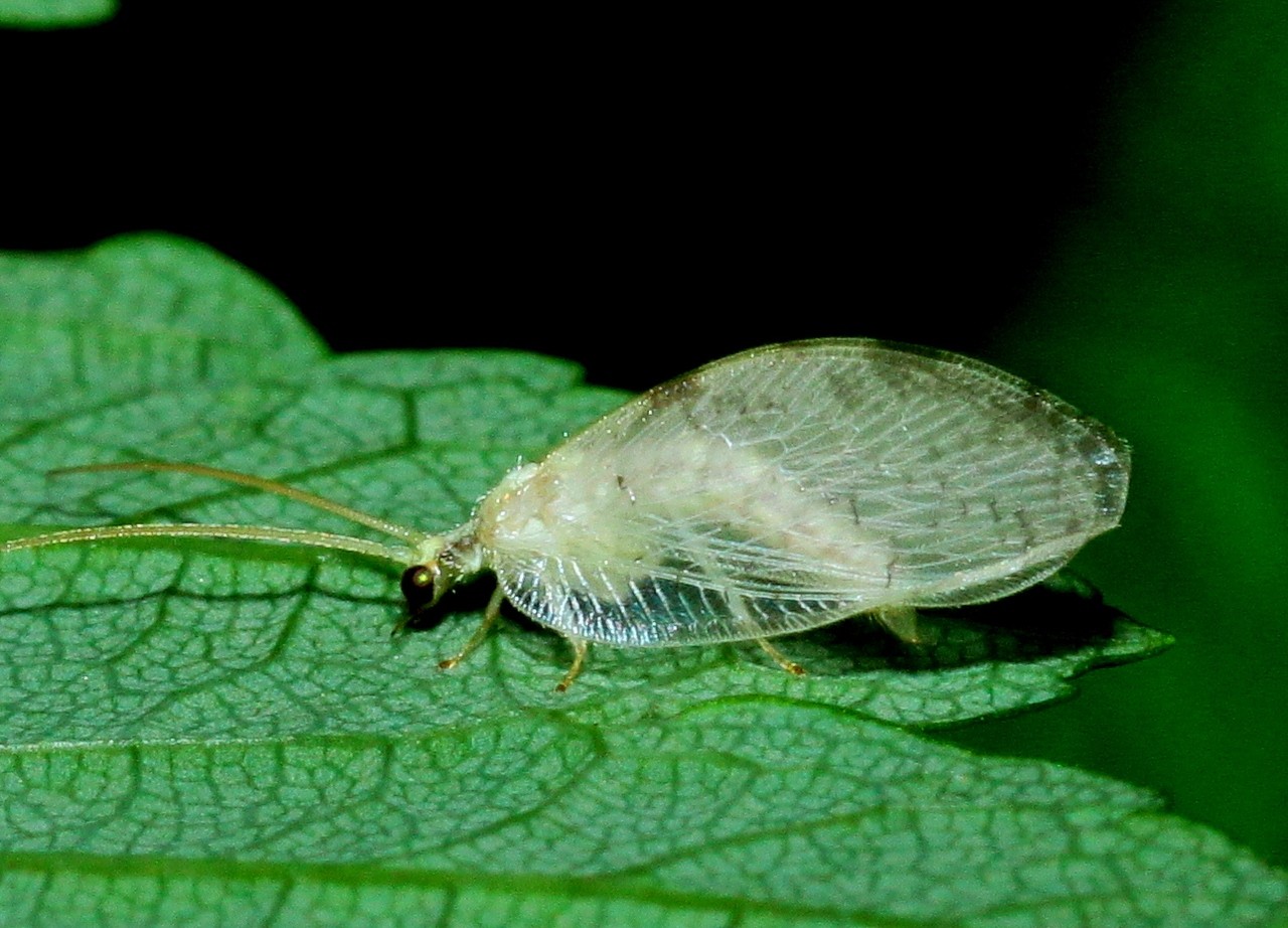 Hemerobius marginatus Stephens, 1836