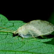 Hemerobius marginatus Stephens, 1836