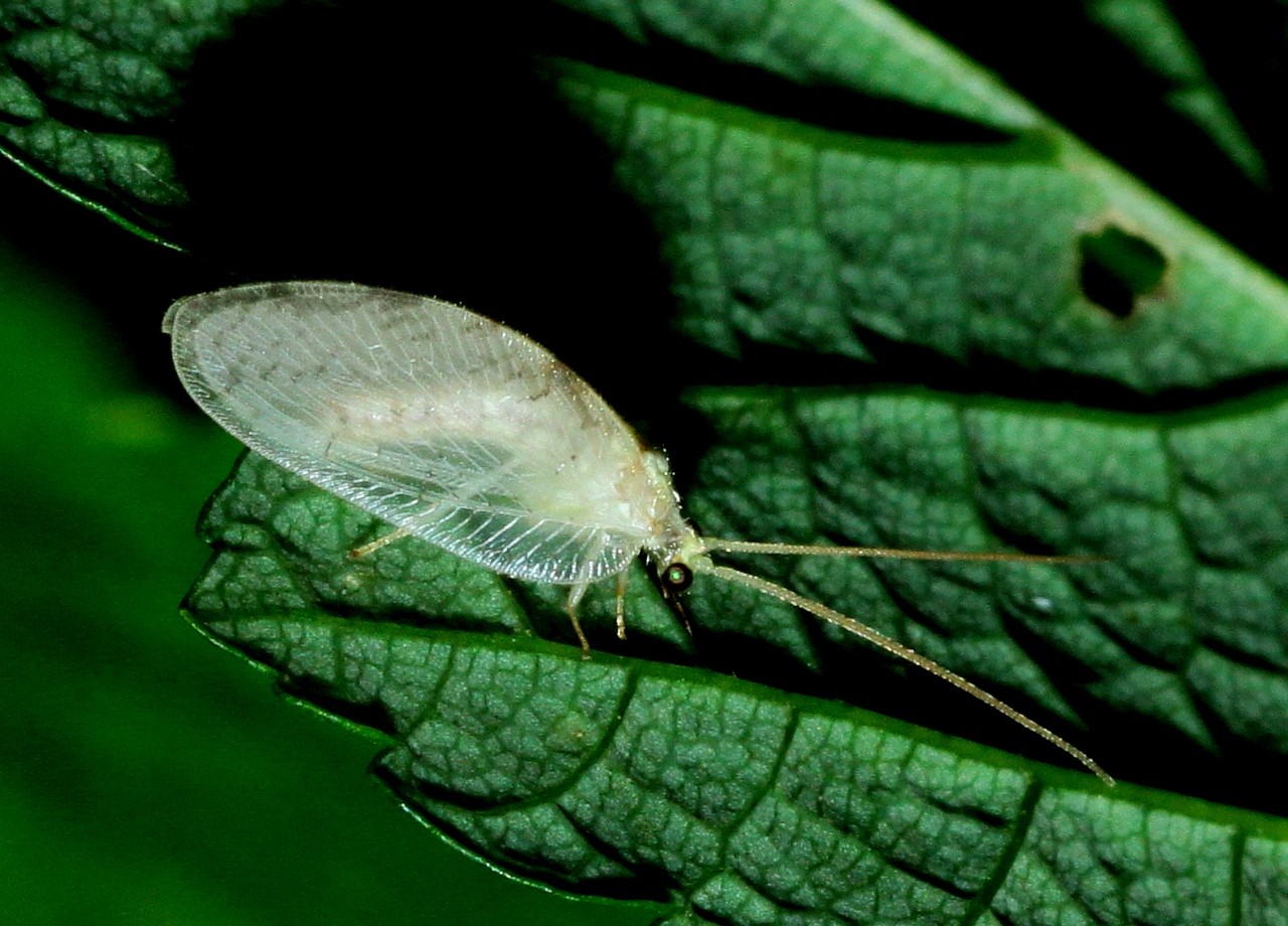 Hemerobius marginatus Stephens, 1836