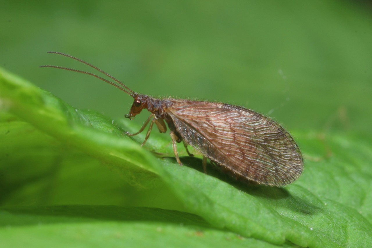 Micromus angulatus (Stephens, 1836)