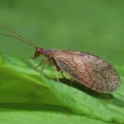 Micromus angulatus (Stephens, 1836)