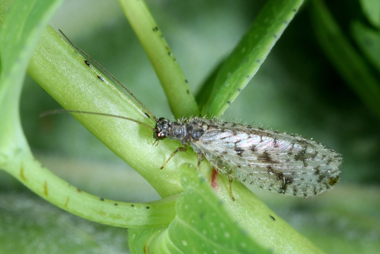 Micromus variegatus (Fabricius, 1793)