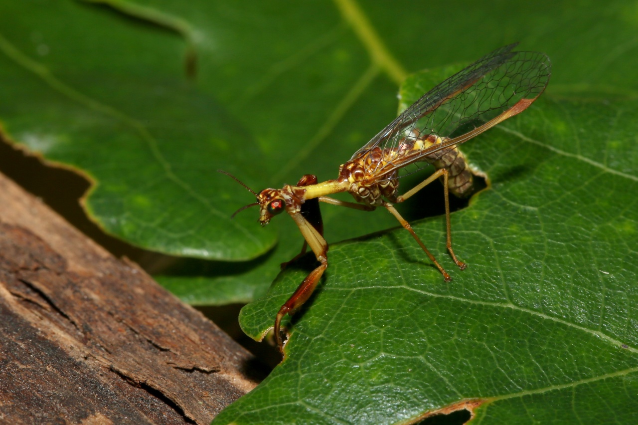 Mantispa styriaca (Poda, 1761) - Mantispe commune