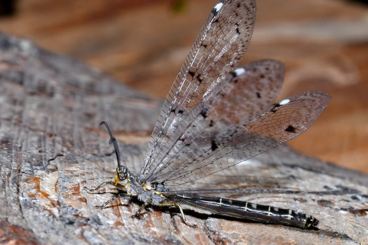 Distoleon tetragrammicus (Fabricius, 1798) - Fourmilion longicorne