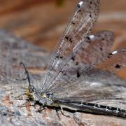 Distoleon tetragrammicus (Fabricius, 1798) - Fourmilion longicorne