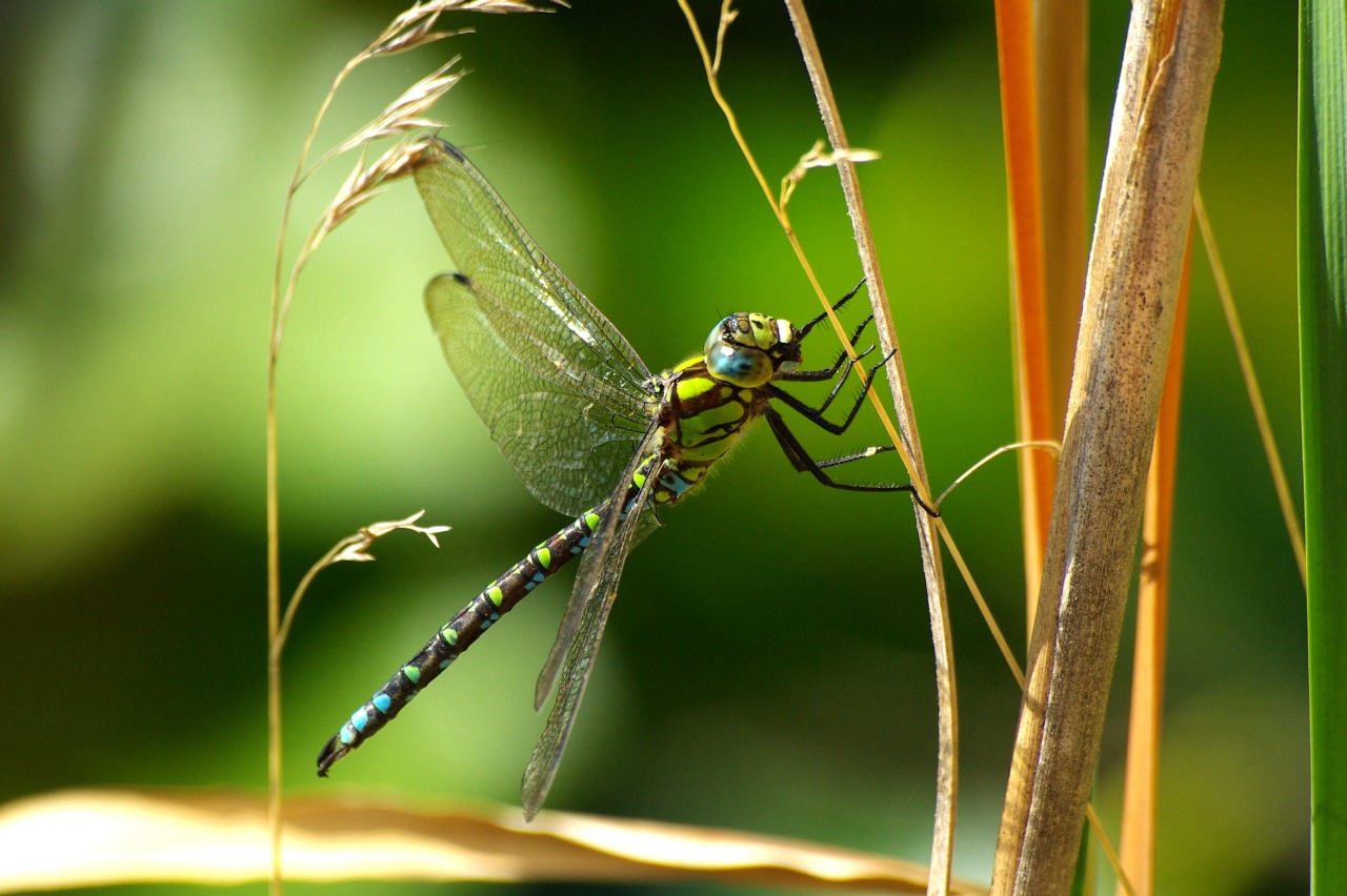 Aeshna cyanea (O.F. Müller, 1764) - Aeschne bleue (mâle)