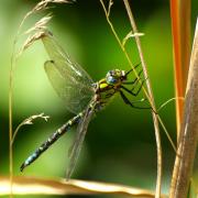 Aeshna cyanea (O.F. Müller, 1764) - Aeschne bleue (mâle)