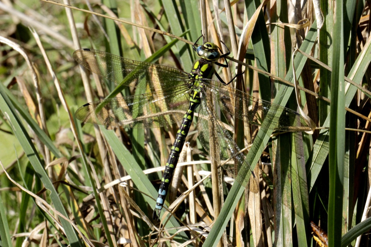 Aeshna cyanea (O.F. Müller, 1764) - Aeschne bleue (mâle)