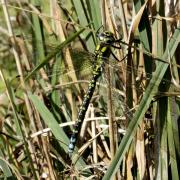 Aeshna cyanea (O.F. Müller, 1764) - Aeschne bleue (mâle)