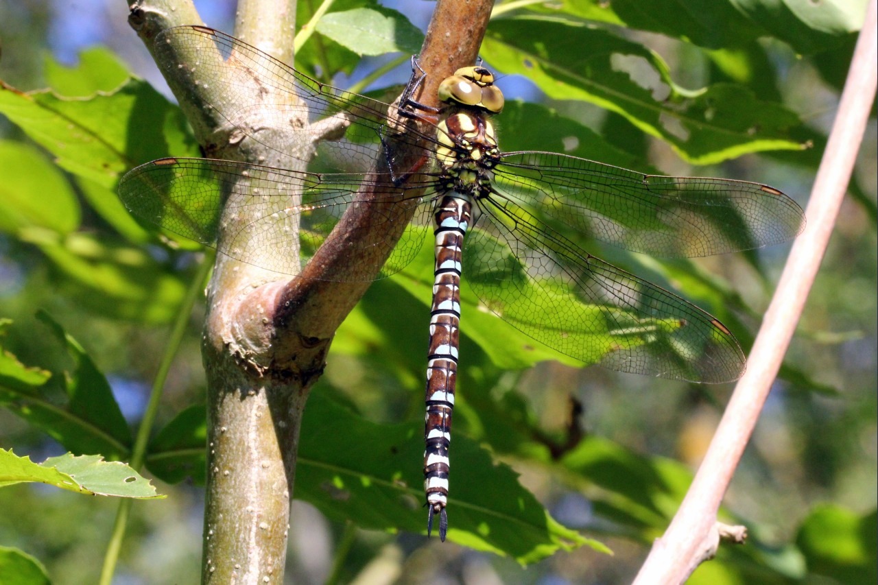 Aeshna cyanea (O.F. Müller, 1764) - Aeschne bleue (femelle)