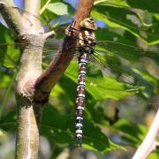 Aeshna cyanea (O.F. Müller, 1764) - Aeschne bleue (femelle)