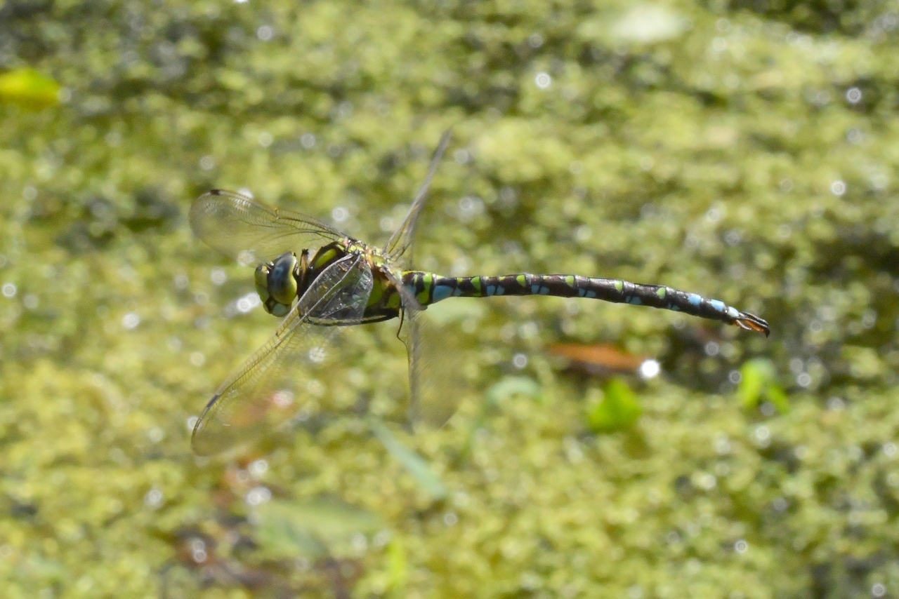 Aeshna cyanea (O.F. Müller, 1764) - Aeschne bleue (mâle)