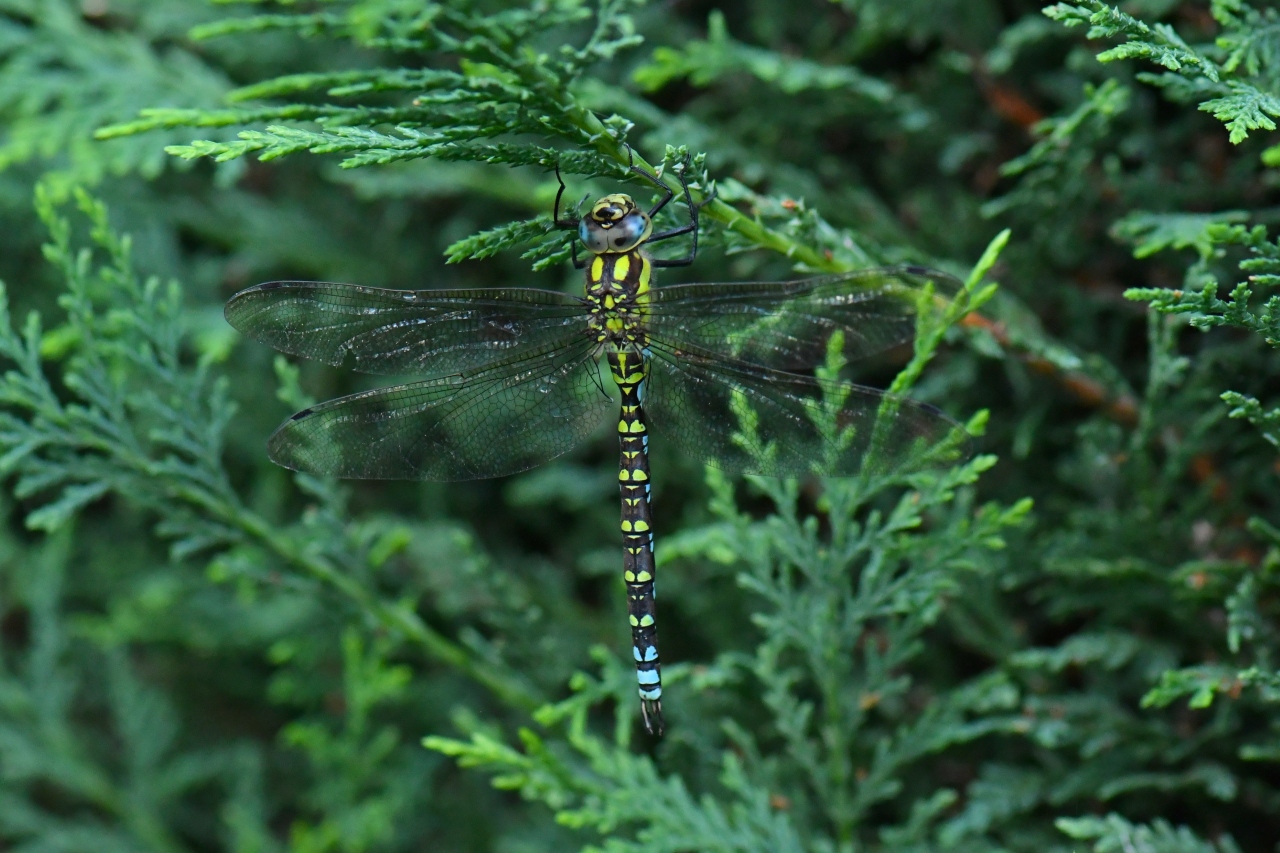 Aeshna cyanea (O.F. Müller, 1764) - Aeschne bleue (mâle)