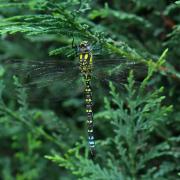 Aeshna cyanea (O.F. Müller, 1764) - Aeschne bleue (mâle)