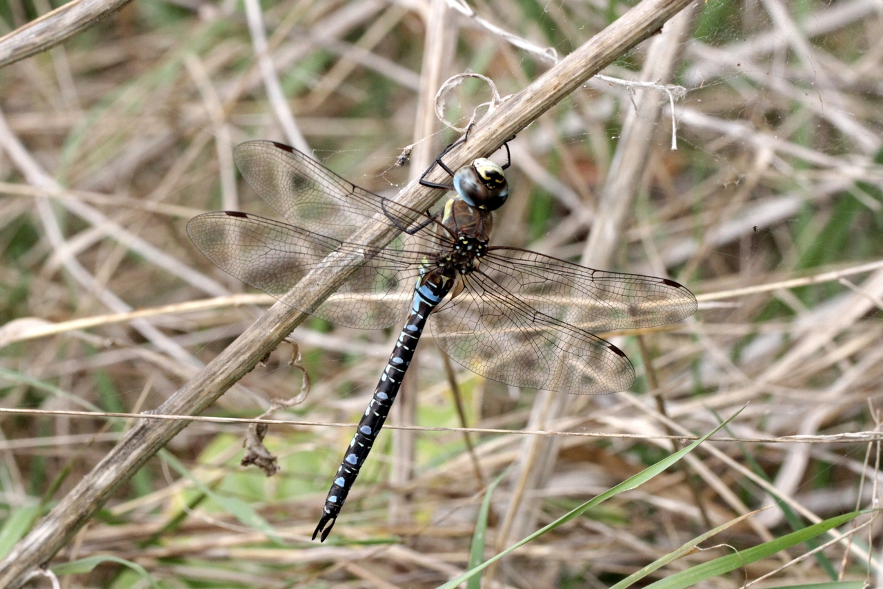 Aeshna mixta Latreille, 1805 - Aeschne mixte (mâle)