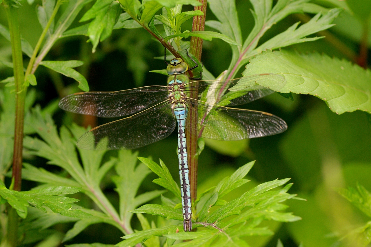 Anax imperator Leach, 1815 - Anax empereur (mâle)