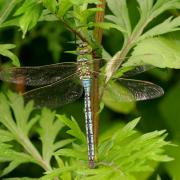 Anax imperator Leach, 1815 - Anax empereur (mâle)