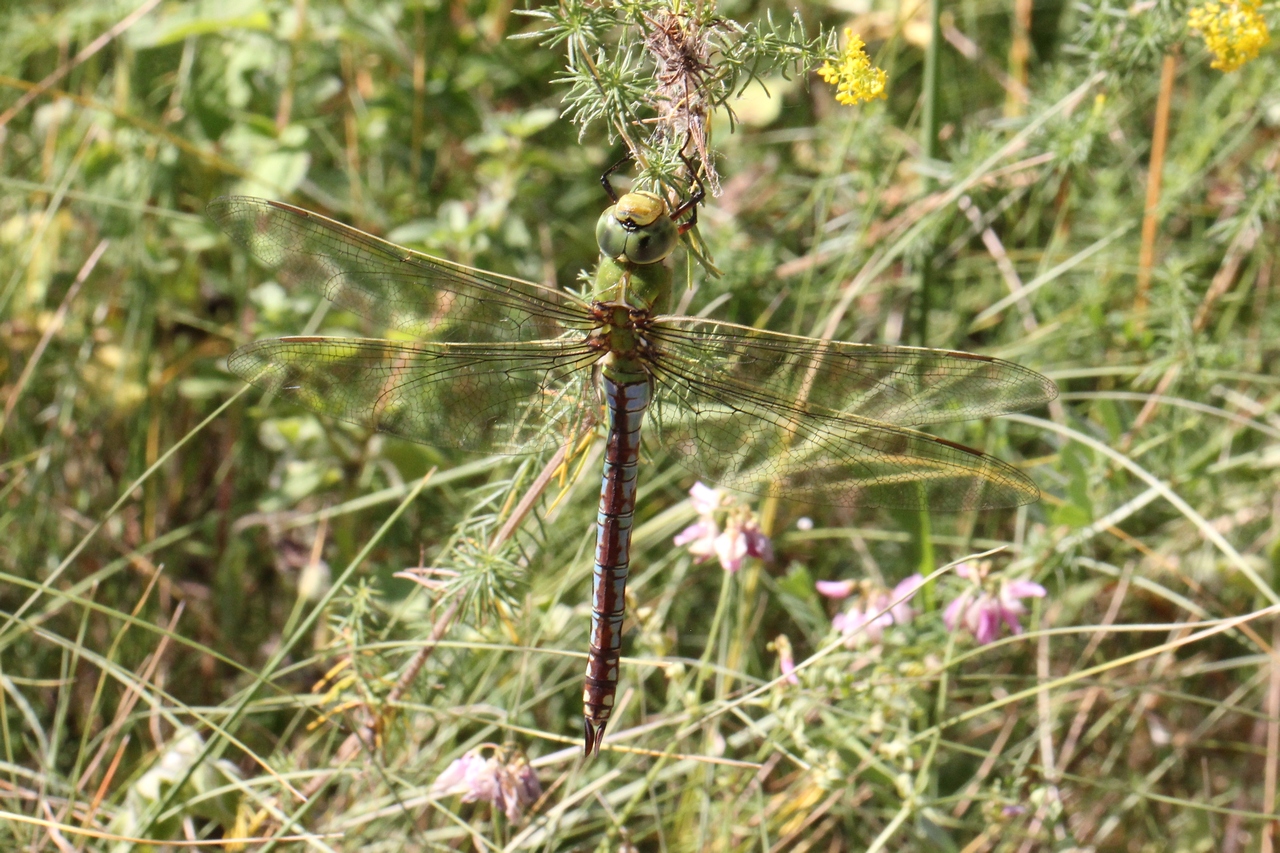 Anax imperator Leach, 1815 - Anax Empereur (femelle)