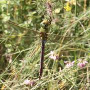 Anax imperator Leach, 1815 - Anax Empereur (femelle)