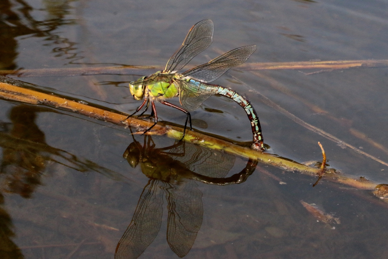 Anax imperator Leach, 1815 - Anax Empereur (femelle en ponte)