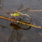 Anax imperator Leach, 1815 - Anax Empereur (femelle en ponte)