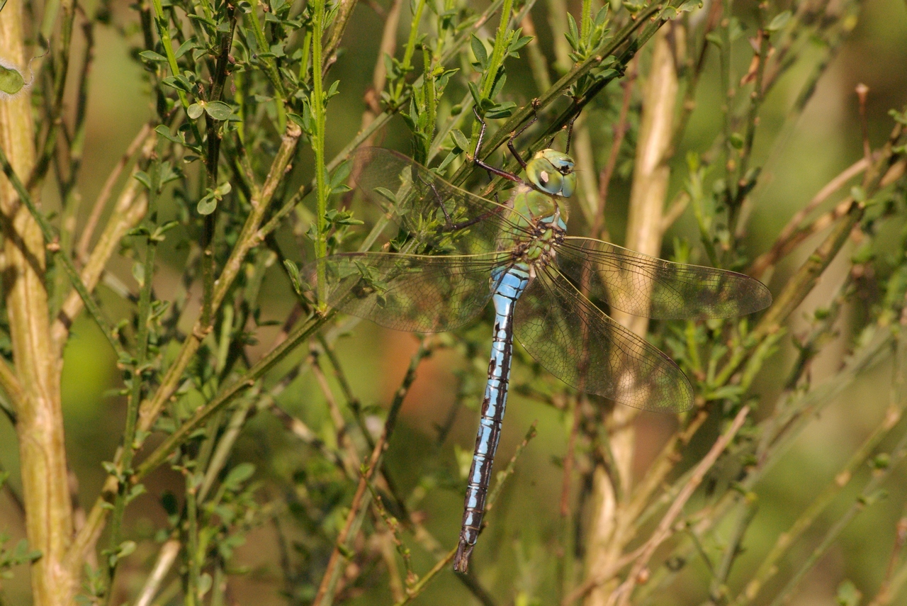 Anax imperator Leach, 1815 - Anax empereur (mâle)