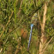 Anax imperator Leach, 1815 - Anax empereur (mâle)