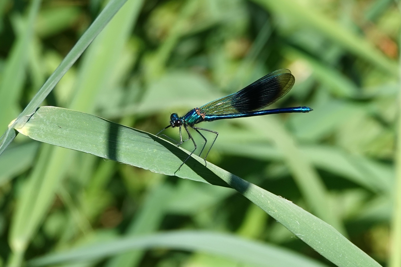 Calopteryx splendens (Harris, 1780) - Calopteryx éclatant (mâle)