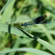 Calopteryx splendens (Harris, 1780) - Calopteryx éclatant (mâle)