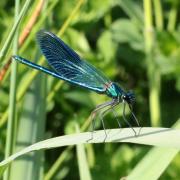 Calopteryx splendens (Harris, 1780) - Calopteryx éclatant (mâle)