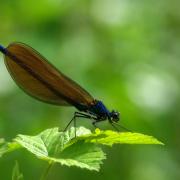 Calopteryx virgo (Linnaeus, 1758) - Calopteryx vierge (mâle)