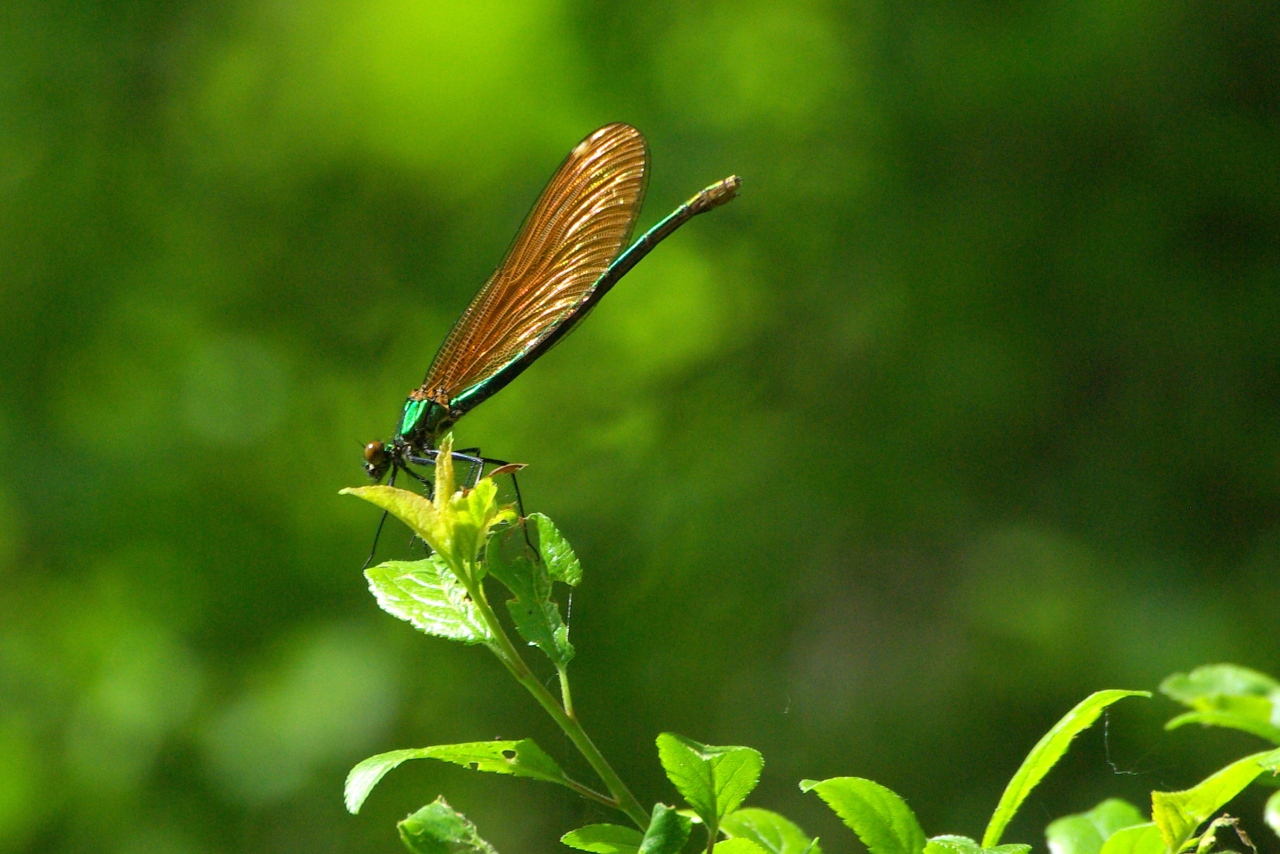 Calopteryx virgo (Linnaeus, 1758) - Calopteryx vierge (femelle)