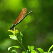 Calopteryx virgo (Linnaeus, 1758) - Calopteryx vierge (femelle)