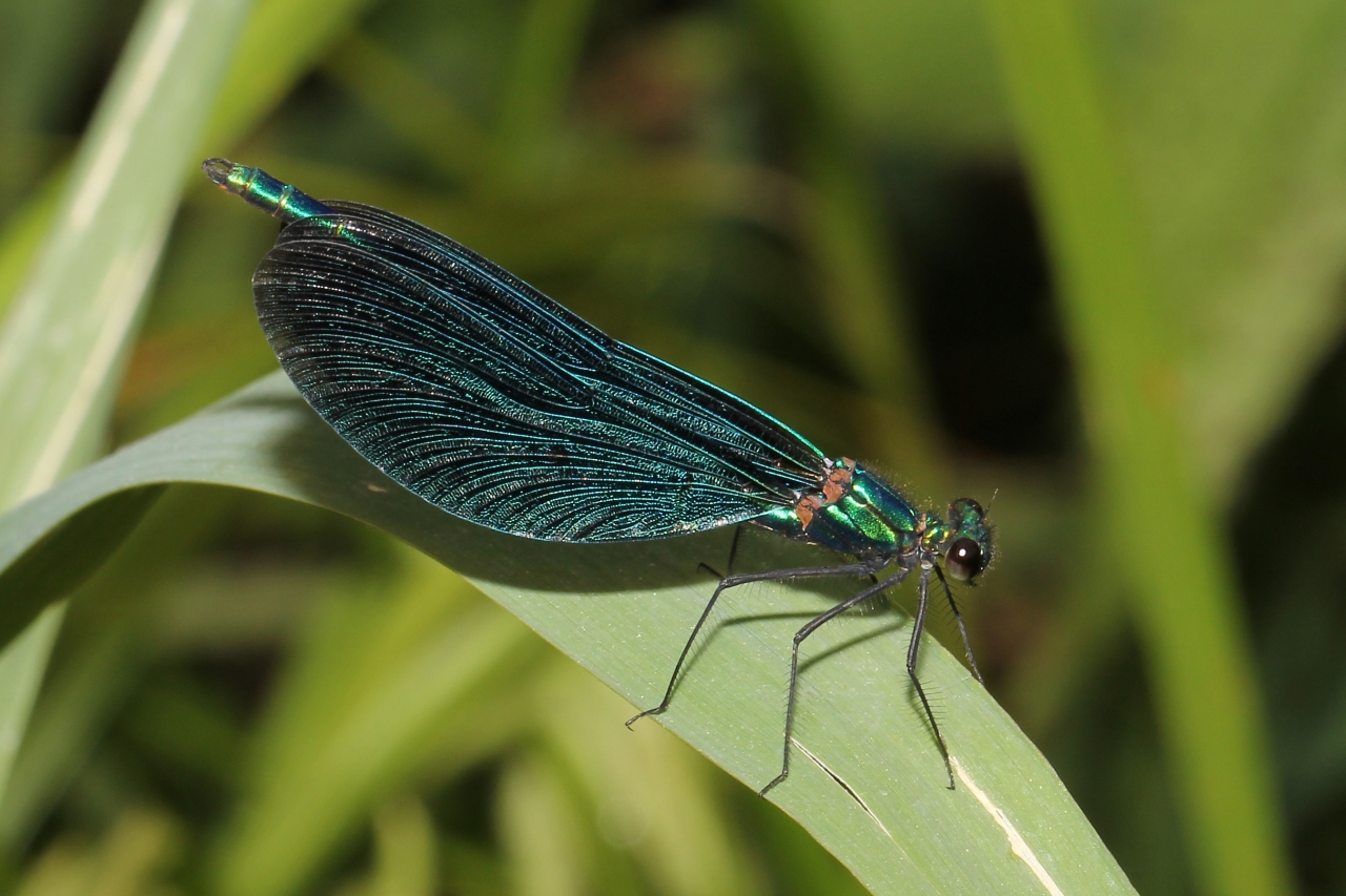 Calopteryx virgo (Linnaeus, 1758) - Calopteryx vierge (mâle)