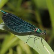 Calopteryx virgo (Linnaeus, 1758) - Calopteryx vierge (mâle)