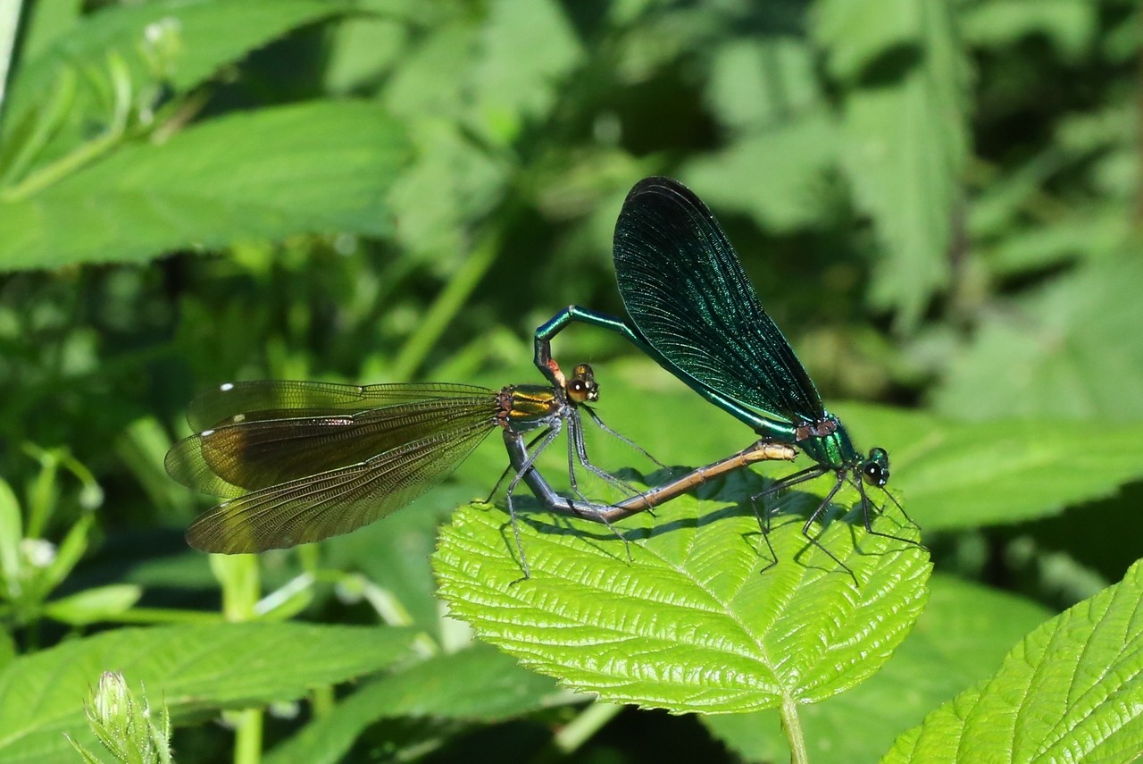 Calopteryx virgo (Linnaeus, 1758) - Calopteryx vierge (accouplement)