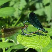 Calopteryx virgo (Linnaeus, 1758) - Calopteryx vierge (accouplement)