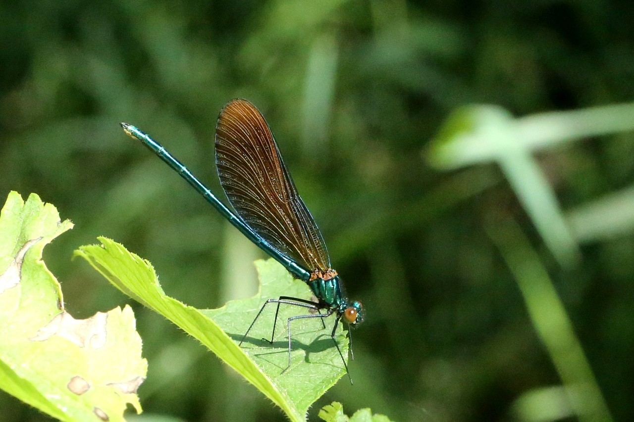 Calopteryx virgo (Linnaeus, 1758) - Calopteryx vierge (mâle immature)