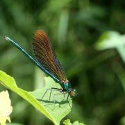 Calopteryx virgo (Linnaeus, 1758) - Calopteryx vierge (mâle immature)