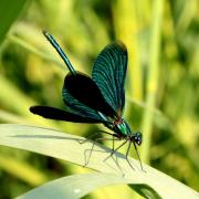 Calopteryx virgo (Linnaeus, 1758) - Calopteryx vierge (mâle)