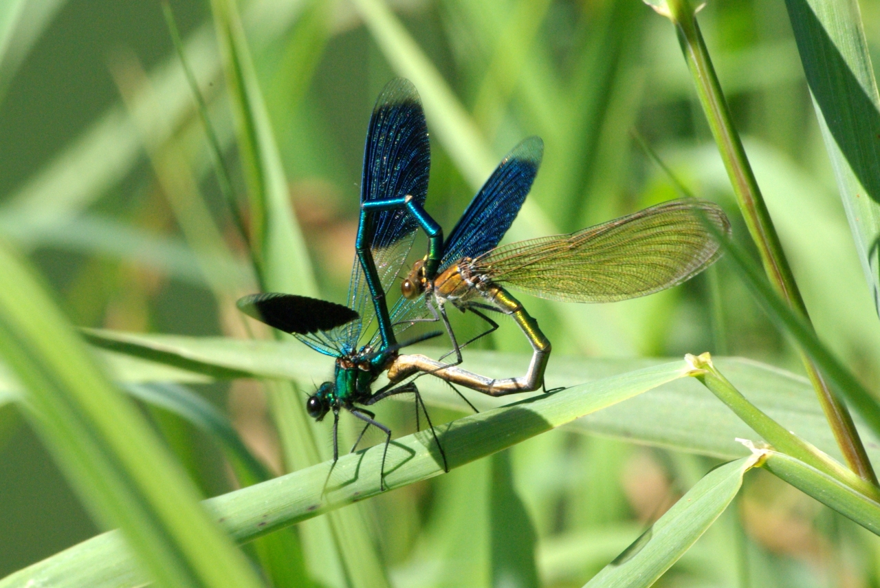 Calopteryx splendens (Harris, 1780) - Calopteryx éclatant (accouplement)