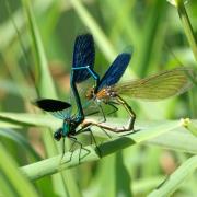 Calopteryx splendens (Harris, 1780) - Calopteryx éclatant (accouplement)