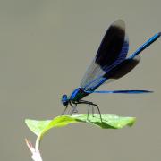 Calopteryx splendens (Harris, 1780) - Calopteryx éclatant (mâle)