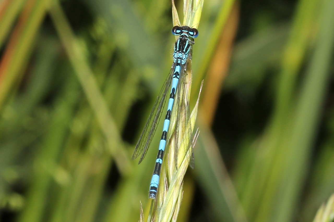 Coenagrion mercuriale (Charpentier, 1840) - Agrion de Mercure (mâle)